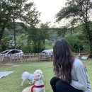 [강원도 인제] 애견동반 독채펜션 : 메종카누네 (100%만족 후기)
