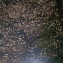 2019 남산 서울타워 도서관 아래 벚꽃나무 개화시작 이번주 벚꽃축제 만개하여 절정일듯 이미지