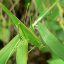 지혜의 사과 이미지