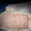 계양동물병원 | 인천동물병원 강아디 디스크 수술 척추내시경 후기(24시 계양 스카이)