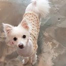 멍이와쿤이 이미지