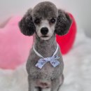 아모르 댕 이미지