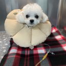 베리굿동물병원 이미지