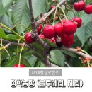 청학농장 | 서울근교 평택 청학농장 체리 블루베리 따기 어린이체험 농장체험 내돈내산 후기글