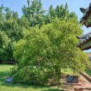 석성동헌 탱자나무 | 부여 석성동헌 탱자나무