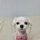 로이애견 이미지