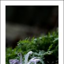 송이용소 이미지