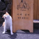 고양이카페38.5 이미지