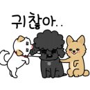 해피애견 미용실 이미지