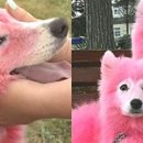 웃는강아지