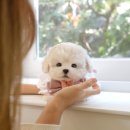 부산강아지분양 미유펫 이미지