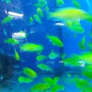 이준열대어 이미지