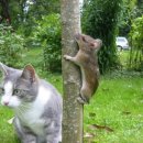 웃으면복이와요 이미지