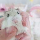 금쪽금쪽금쪽반려동물병원 이미지