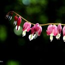 자명의뜰 이미지