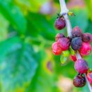 참살이조가비촌 이미지