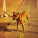 우리집 첫째 이미지