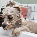 딩그루밍 이미지