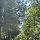 백운힐링 캠핑장 | [포천] 내돈내산 솔직후기⛺ 백운계곡 캠핑장 추천｜그늘 많고 계곡 최고였던 오토캠핑장