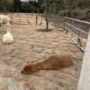 우정목장 이미지