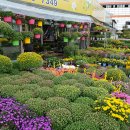 매화시장 이미지