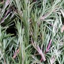 엠에이치팜 이미지