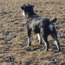 도그베이 이미지