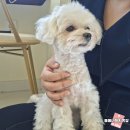 휴식(HUSIK) 댕댕이 유치원 | 서울 애견카페 추천 회기 놀 거리 개귀여워