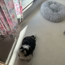 그루밍공방 이미지