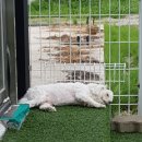 먹고놀개 이미지