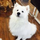 캣독카페 이미지