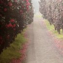 쇠소깍오메기식당2 이미지