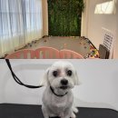 편안한 댕 | 시흥애견미용 댕봄유치원 댕실몽실 후기 안산 선부동도 가까워서 좋아!