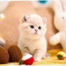 강남고양이분양 호야캣 이미지