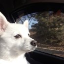 망토 두른 강아지 이미지