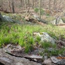 Parker Cabin Mtn, Harriman State Park (04/17/24) 이미지