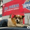 무지개다리 이미지