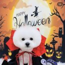 눈부시개 이미지