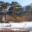 설악산송이