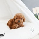 강아지 분양 프러포즈펫 네이버블로그