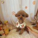 예쁘개# 애견미용실 이미지