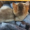 우리집첫째 이미지