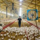 조용만 농장 이미지