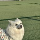 용마폭포공원 | [중랑구 반려가족 문화축제] 용마폭포공원 반려동물 축제 후기