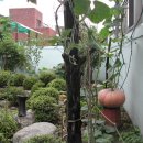 호박넝쿨 이미지