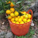 오부자농장 이미지