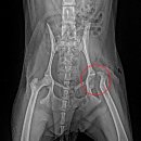 LCPD (비감염성 대퇴골두 괴사증; Legg-Calve-Perthes disease) 이미지