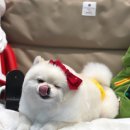 오프독 반려견 종합교육문화센터 이미지