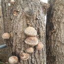 참나무원목표고버섯 으로 식용유나커피 이미지