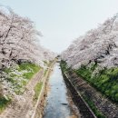 벚꽃 공중화장실 이미지